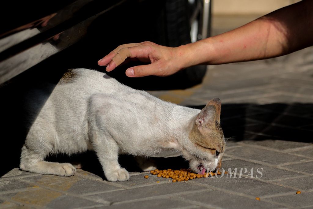 Seekor kucing yang sedang makan di kawasan Pasar Gondangdia, Menteng, Jakarta Pusat, Sabtu (8/7/2023).
