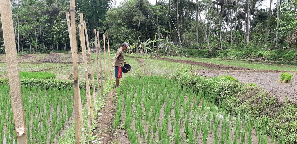 Badaruddin (48), petani di Kabupaten Semarang, Jawa Tengah, mulai menanam pada November 2021 lalu. Mereka sangat membutuhkan pupuk subsidi di awal masa tanam itu, namun pupuk bersubsidi belum turun. Sebagian dari mereka terpaksa berburu pupuk dari sesama petani dengan harga lebih mahal.