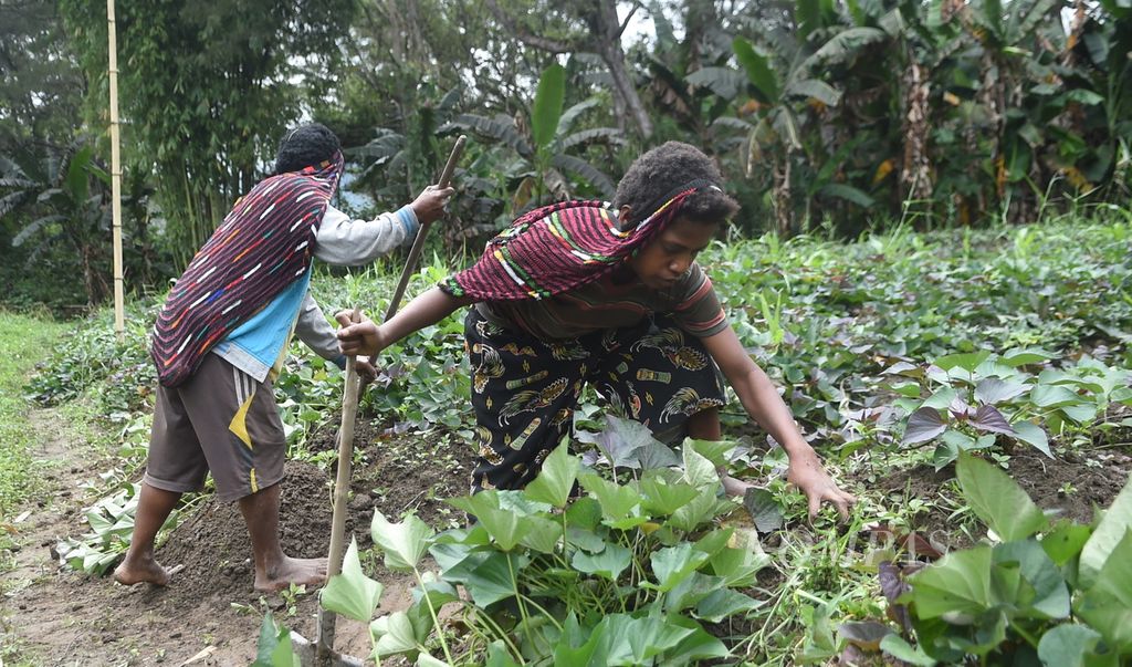 Warga membersihkan ladang ubi di Kampung Jagara, Kabupaten Jayawijaya, Papua, Selasa (16/11/2022).