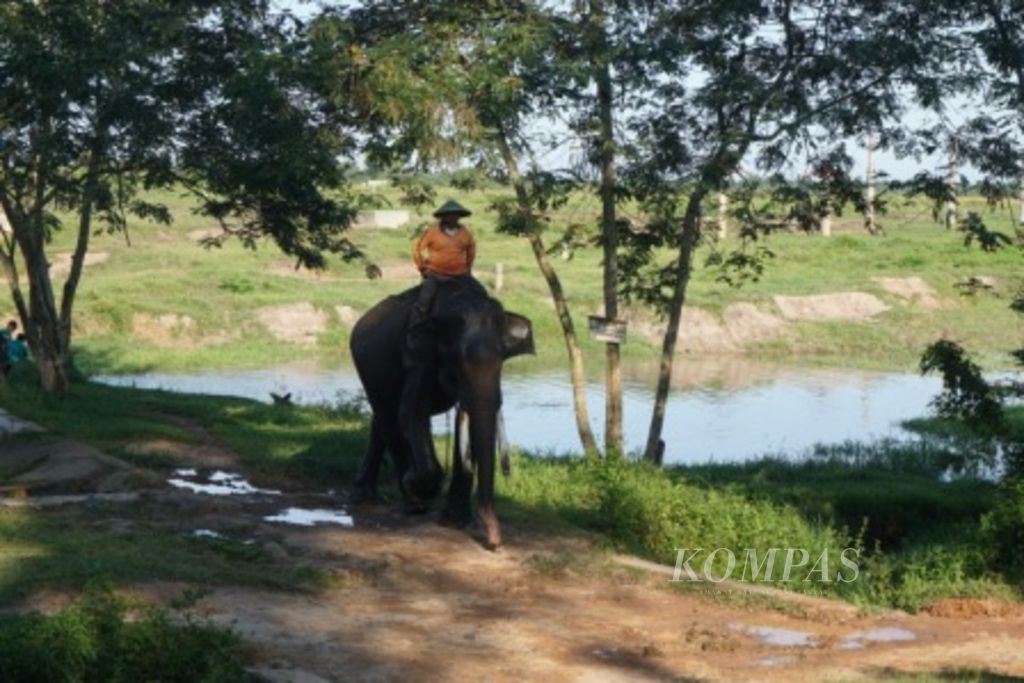 Seorang pawang gajah atau mahout sedang menggiring gajah jinak di Pusat Konservasi gajah di Taman Nasional Way Kambas (TNWK), Lampung Timur, Lampung, beberapa waktu lalu. Rusaknya habitat inti dan habitat sekitar wilayah inti yang menjadi tempat tinggal gajah menjadi faktor yang memicu konflik antara gajah dan manusia.