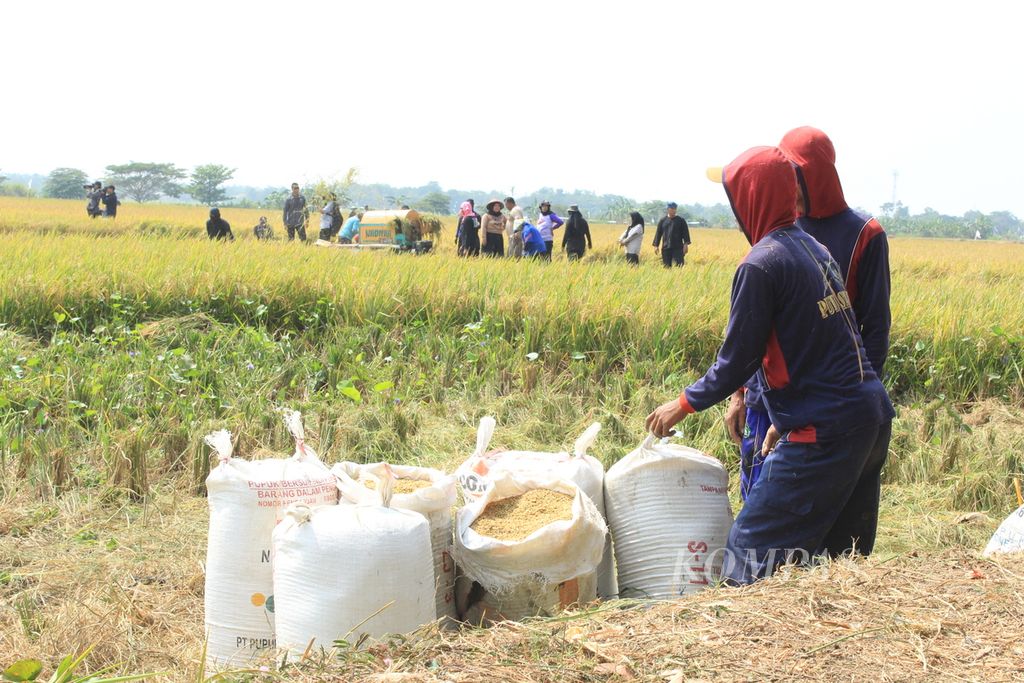 Buruh tani memanen padi di Desa Karanglayung, Kecamatan Sukra, Kabupaten Indramayu, Jawa Barat, Jumat (13/10/2023). 
