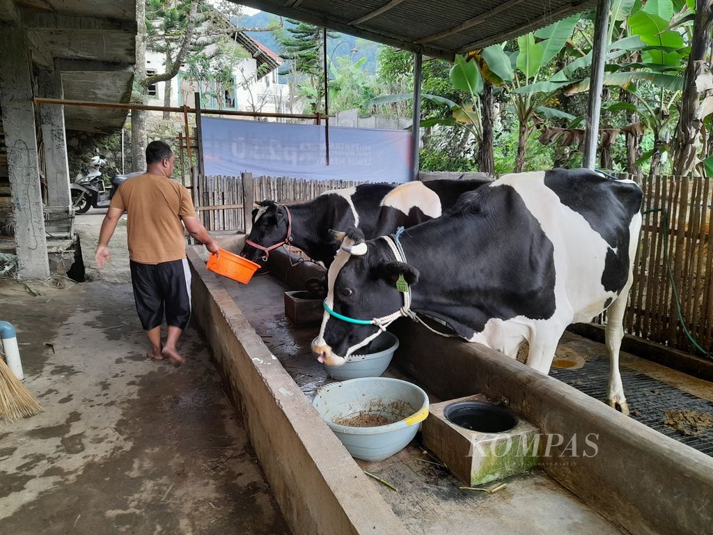 Peternak di Dusun Sumbermulyo, Desa Sumberagung, Kecamatan Ngantang, Kabupaten Malang, Jawa Timur, Kamis (2/6/2022), memberikan makan terhadap sapi-sapi miliknya. Tiga ekor sapi perah yang sebelumnya terjangkiti penyakit mulut dan kuku itu, kini telah sembuh kembali dan makan dengan lahap.