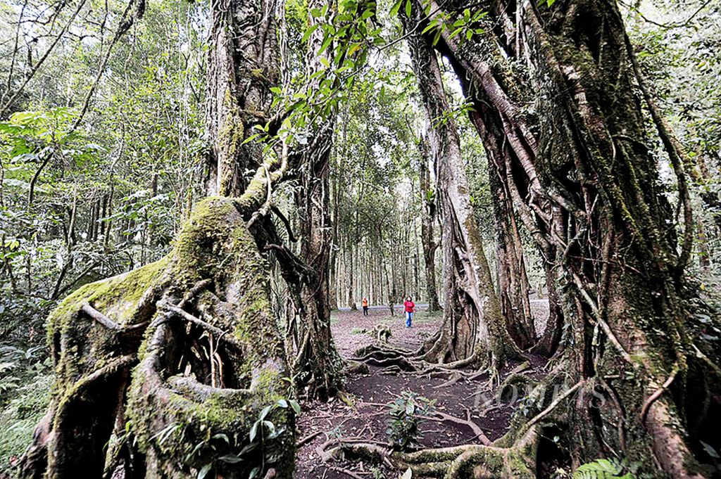 Pengunjung mengamati pohon beringin raksasa yang diperkirakan berusia ratusan tahun di Kebun Raya Eka Karya Bali di Bedugul, Kabupaten Tabanan, Bali, Jumat (26/4). Kebun raya yang luasnya sekitar 157,5 hektar ini memiliki koleksi sekitar 2.000 spesies tanaman.