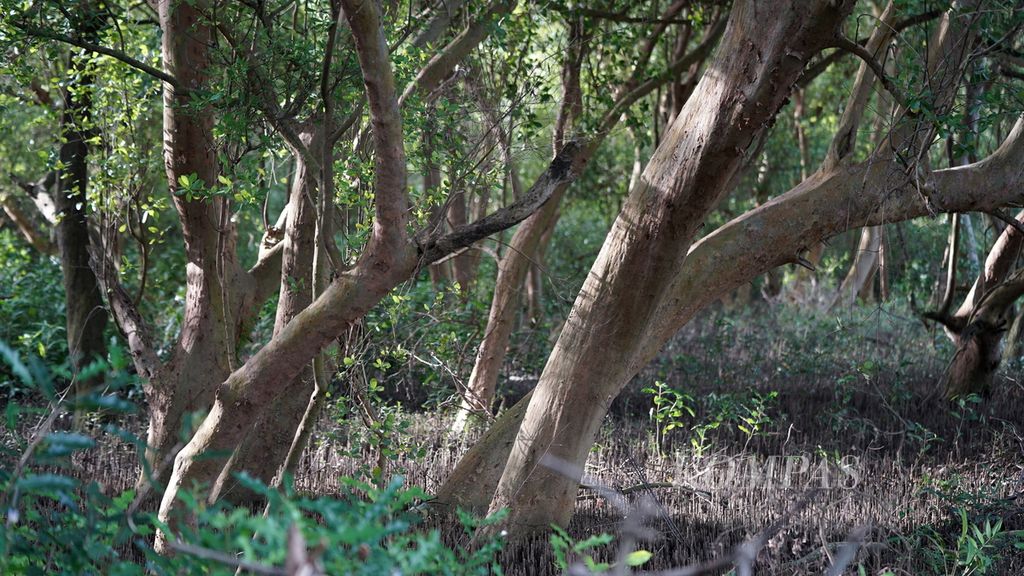 Hutan mangrove Pantai Bahagia yang menjadi habitat lutung jawa (Trachypithecus auratus mauritius) di Kecamatan Muaragembong, Kabupaten Bekasi, Jawa Barat, Kamis (27/10/2022). 