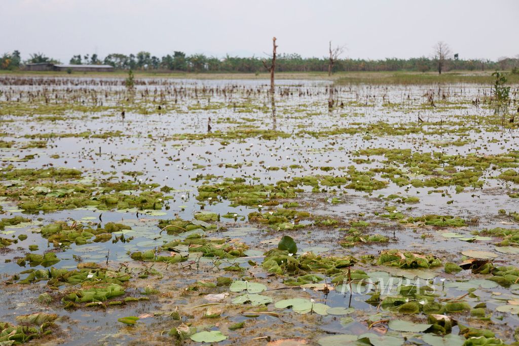 Tanaman teratai memenuhi permukaan area sawah yang telah lama tergenang banjir di Kecamatan Sukolilo, Kabupaten Pati, Jawa Tengah, Kamis (16/3/2023). 