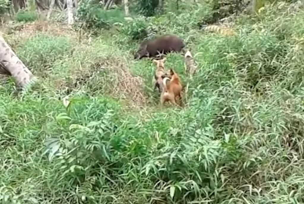 Gerombolan anjing sedang berburu seekor babi hutan. Manfaat anjing, antara lain, untuk berburu dan menjaga kebun agar tidak dirusak babi hutan.
