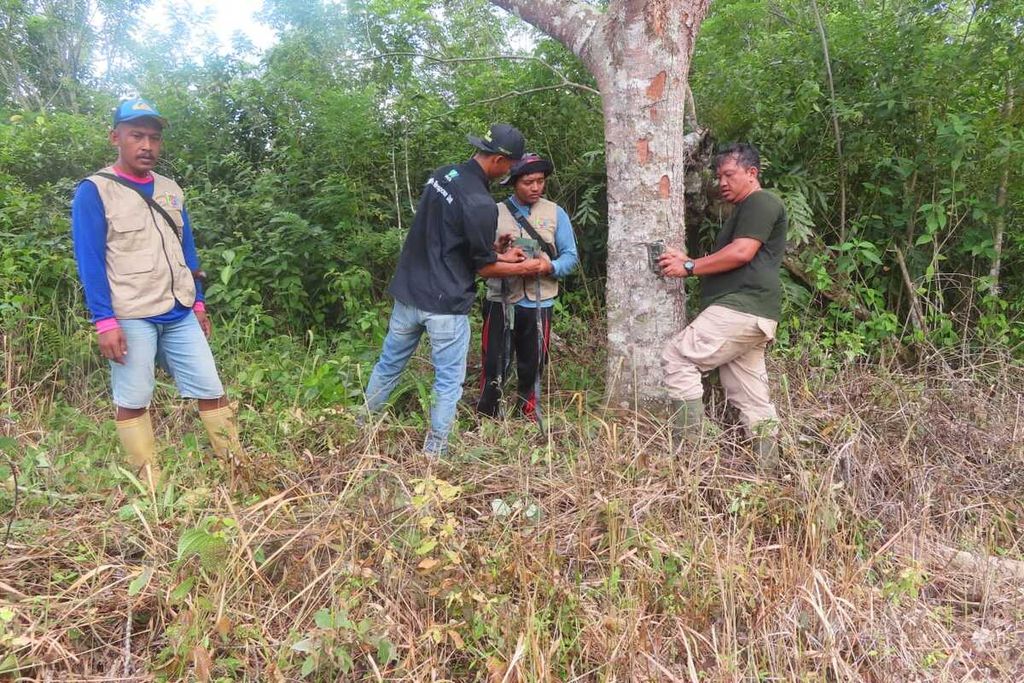 Tim gabungan dari TNBBS dan Satgas Mitigasi Konflik Satwa mengerahkan tim untuk mamasang kamera pengintai dan mengantisipasi serangan harimau, Jumat (9/2/2024).