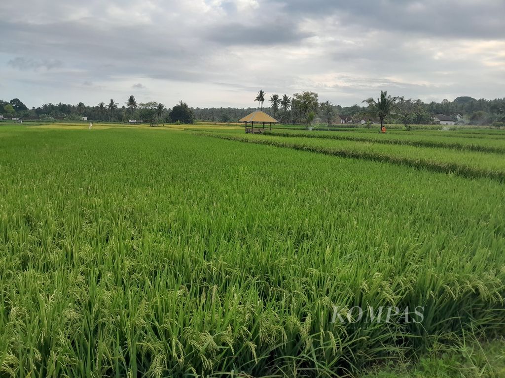 Padi menghijau di persawahan Olehsari, Kecamatan Glagah, Kabupaten Banyuwangi, Jawa Timur, saat diabadikan, Minggu (17/9/2023)