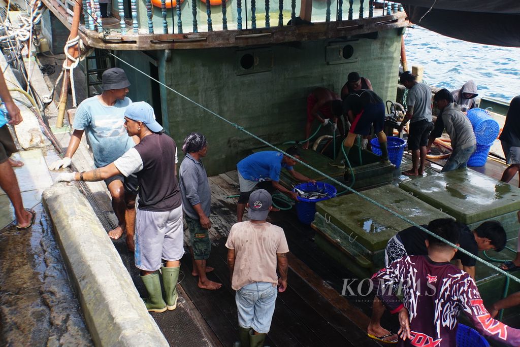 Para pekerja membongkar ikan hasil tangkapan dari Kapal Motor Sentosa XVIII berbobot 131 gros ton di Pelabuhan Perikanan Samudera Bitung, Sulawesi Utara, Jumat (20/10/2023), dan memuatnya ke mobil bak untuk dibawa ke pabrik setempat. 