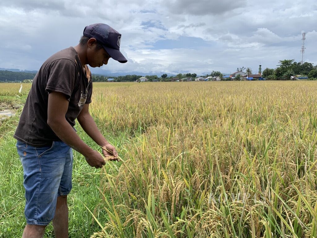 M Akbar, petani di Kecamatan Bantimurung, Maros, Sulawesi Selatan, menatap tanaman padinya, Jumat (19/3/2021). Tanaman ini lebih banyak bulir hampa dan hama. Panen kali ini dibayangi produksi anjlok dan harga jatuh 