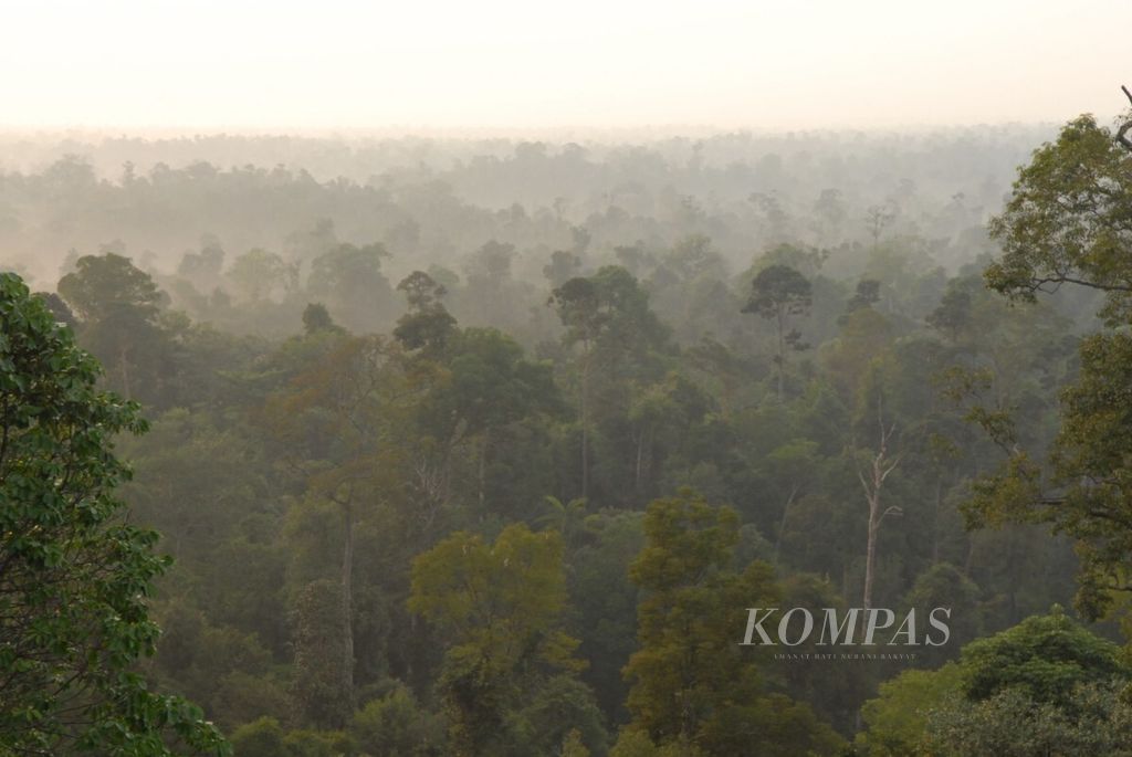 Beragam jenis tanaman puncak memadati kawasan restorasi ekosistem Hutan Harapan, di perbatasan Jambi dan Sumatera Selatan. Hutan Harapan menjadi tempat yang nyaman bagi ruang hidup satwa liar dilindungi. 
