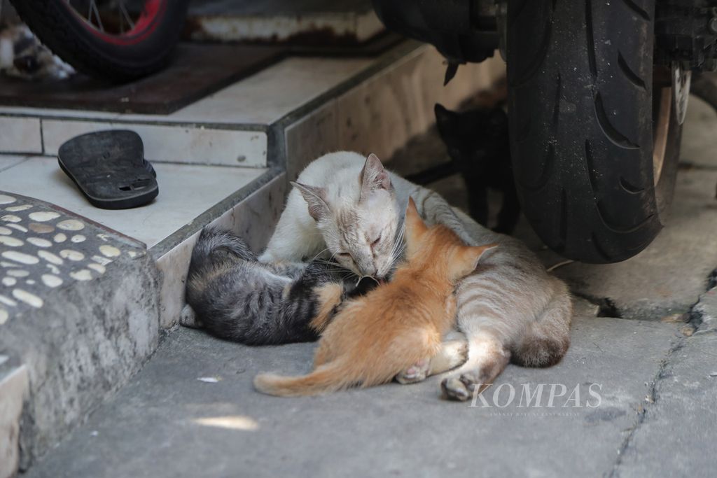 Seekor induk kucing menyusui anaknya di RW 005 Sunter Agung, Jakarta Utara, Rabu (19/7/2023). 