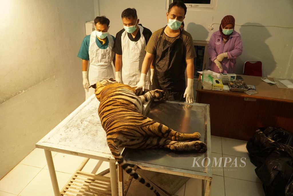Dokter hewan bersiap melakukan nekropsi terhadap bangkai harimau sumatera asal Pasaman di Rumah Sakit Hewan Sumatera Barat (Sumbar) di Kota Padang, Sumbar.