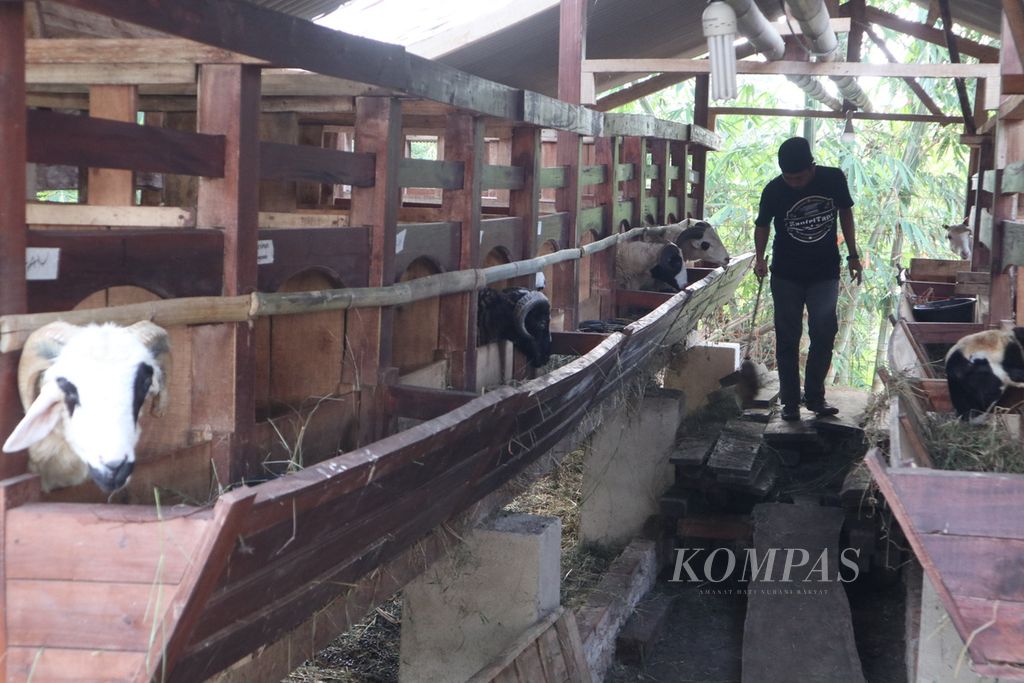 Muhammad Shobirin membersihkan kandang domba di Santri Tani Farm, Desa Sampih, Kecamatan Susukanlebak, Kabupaten Cirebon, Jawa Barat, Senin (4/7/2022). Untuk mengantisipasi penyebaran penyakit mulut dan kuku, Santri Tani Farm menjual ternak kurban via daring.