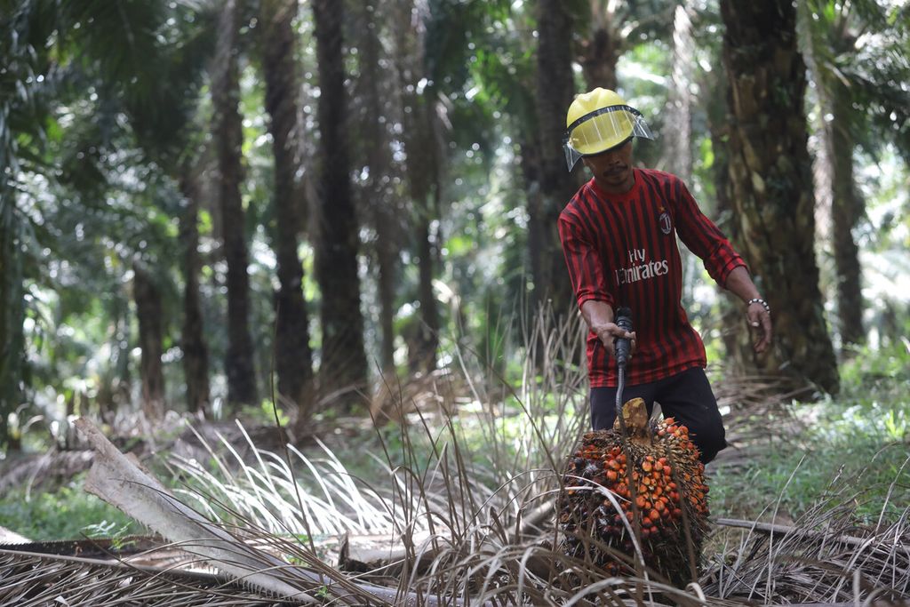 Pekerja memanen kelapa sawit di areal perkebunan PT Sawit Sumbermas Saran Tbk (SSMS) di Pangkalan Bun, Kalimantan Tengah, Kamis (29/4/2021). 