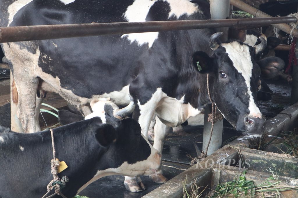 Kandang sapi perah di Kelurahan Cipari, Kecamatan Cigugur, Kabupaten Kuningan, Jawa Barat, Rabu (15/6/2022). Hingga Selasa (14/6/2022), sebanyak 1.667 sapi di Kuningan terpapar PMK. Sebanyak 47 ekor di antaranya mati akibat PMK.