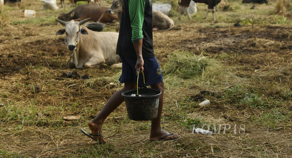 Pekerja menyiapkan pakan sapi yang dijual untuk hewan kurban di kawasan Kebon Jeruk, Jakarta Barat, Minggu (26/6/2022).  
