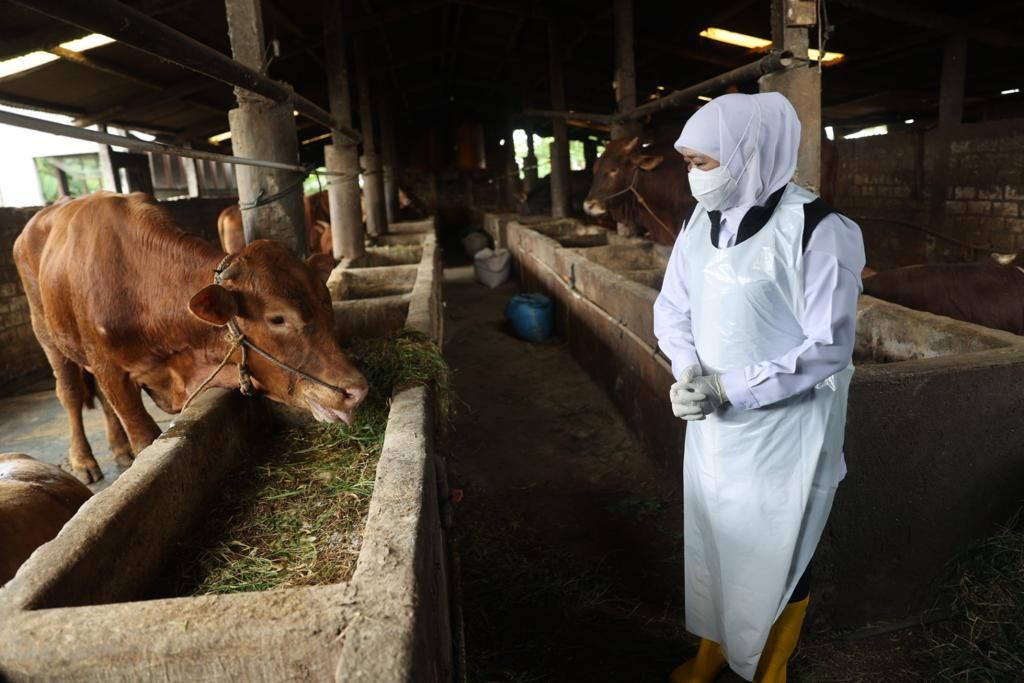 Gubernur Jatim Khofifah Indar Parawansa melihat kondisi ternak sapi di Lamongan menyusul mewabahnya penyakit mulut dan kuku pada hewan ternak, Minggu (8/5/2022)