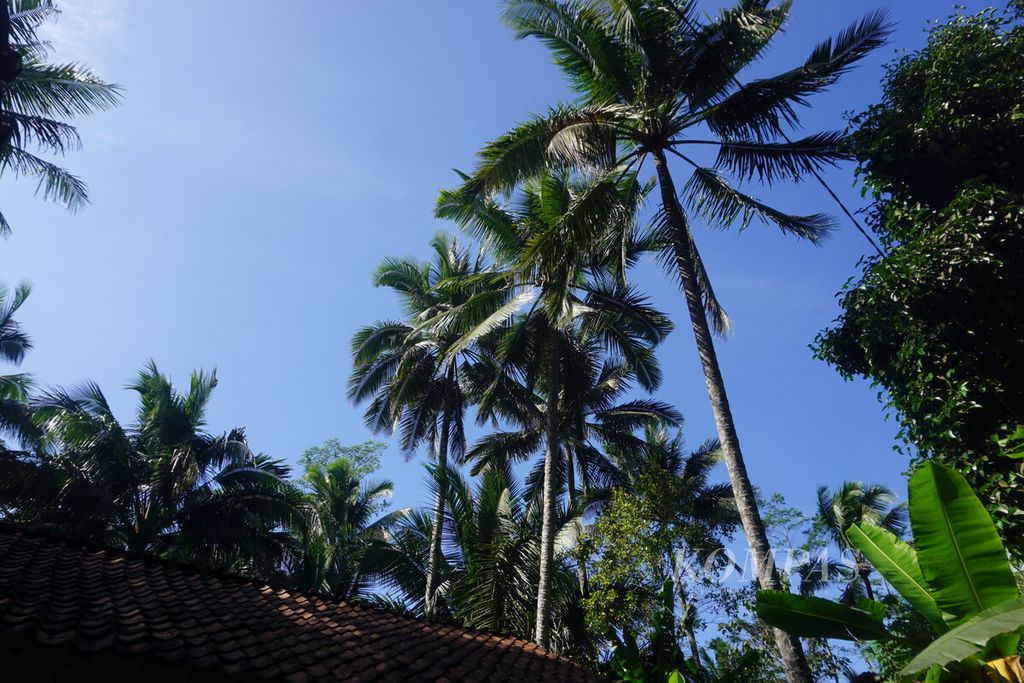 Belasan pohon kelapa tumbuh di sekitar Desa Semedo, Kecamatan Pekuncen, Kabupaten Banyumas, Jawa Tengah, Kamis (27/7/2023). Pohon ini menghasilkan nira untuk dijadikan bahan baku gula.