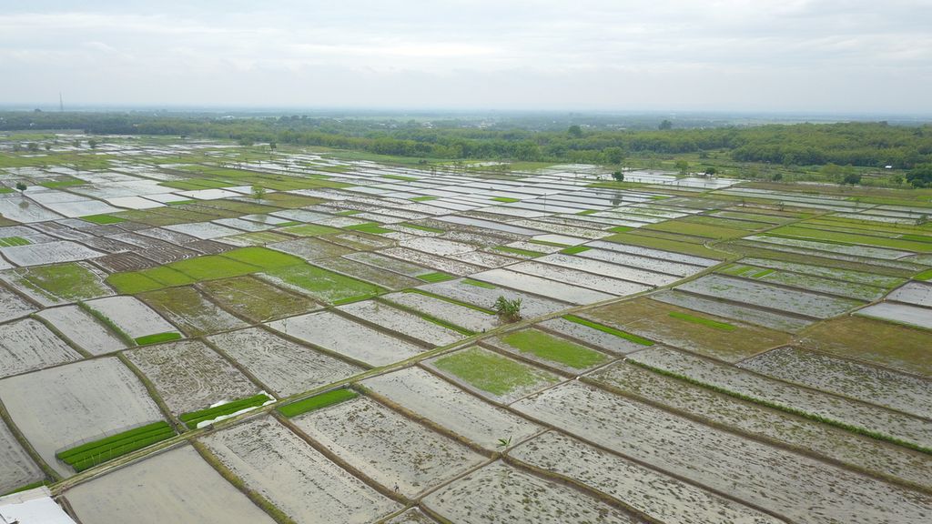 Sawah di Kecamatan Soko, Tuban, Jawa Timur, Minggu (5/12/2021). Kepemilikan lahan oleh petani di Jawa semakin sempit. 
