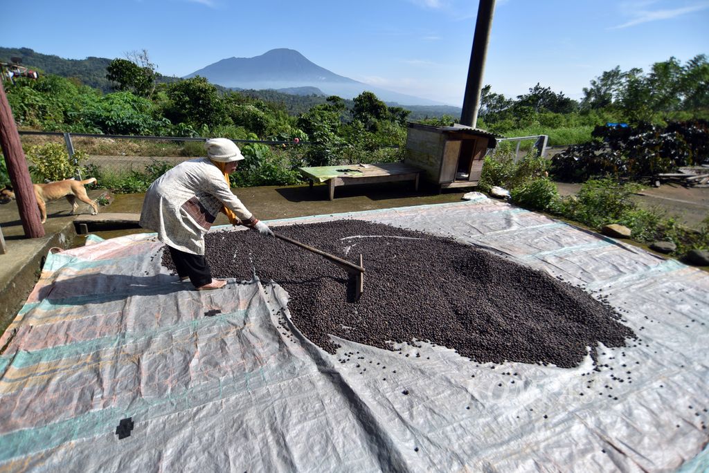 Petani penggarap lahan kopi orang lain, Painah, mengeringkan buah kopi di bawah terik matahari usai dikeringkan dalam ruang pengeringan di kawasan Rimba Candi, Dempo Tengah, Kota Pagar Alam, Sumsel, Kamis (4/7/2024).