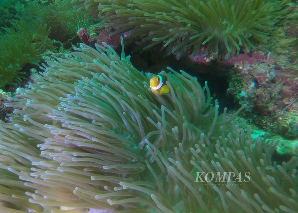 Ikan badut (<i>Amphiprion ocellaris</i>) atau yang populer disebut ikan Nemo tampak meliuk di antara anemone di titik selam Nemo City di Taman Nasional Terumbu Karang Miri-Sibuti, Sarawak, Malaysia, seperti terlihat, Sabtu (27/4/2024). 