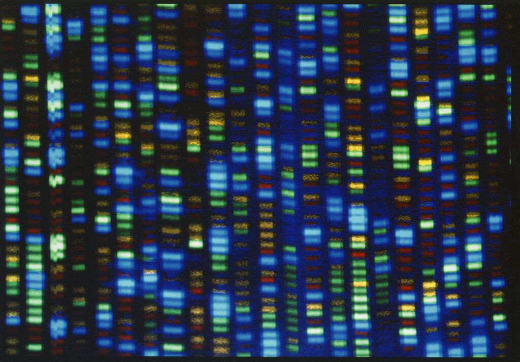 This undated image made available by the National Human Genome Research Institute shows the output from a DNA sequencer. In research published in the journal Science on Thursday, March 31, 2022, scientists announced they have finally assembled the full genetic blueprint for human life, adding the missing pieces to a puzzle nearly completed two decades ago. An international team described the sequencing of a complete human genome, the set of instructions to build a human being. 