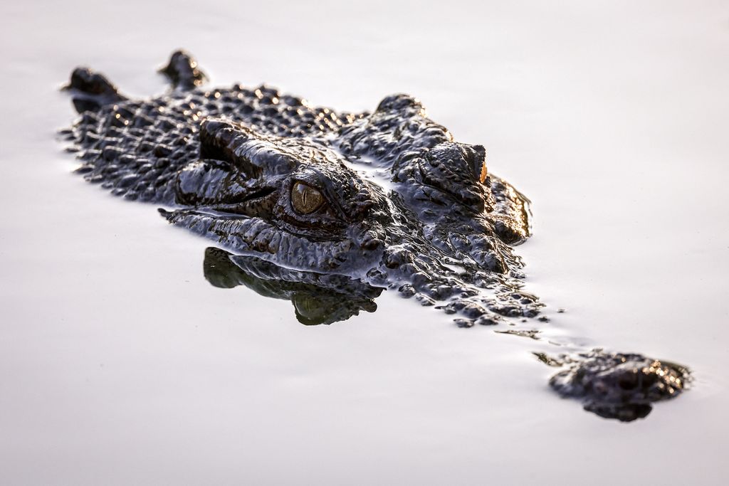 Ilustrasi. Seekor buaya berenang di laguna di Taman Crocodylus yang terletak di pinggiran kota Darwin di Wilayah Utara, Rabu (30/8/2023). 