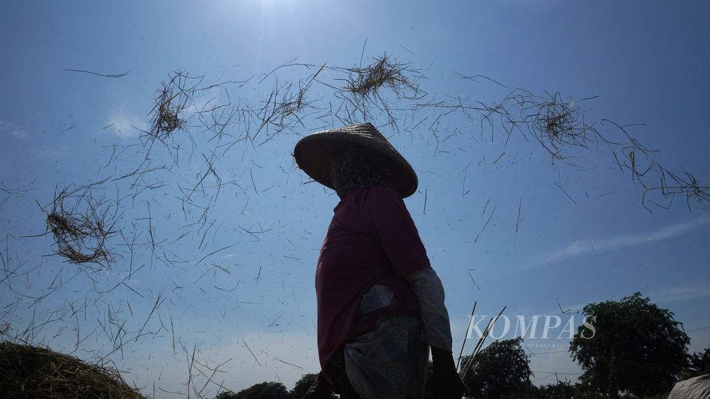 Siluet buruh tani merontokkan padi varietas Ciherang di Desa Sukamaju, Kecamatan Tambelang, Kabupaten Bekasi, Jawa Barat, Selasa (29/11/2022). Pergeseran musim tanam dan panen terjadi di kawasan ini selama setahun terakhir atau bergeser dua bulan dari waktu biasanya. 