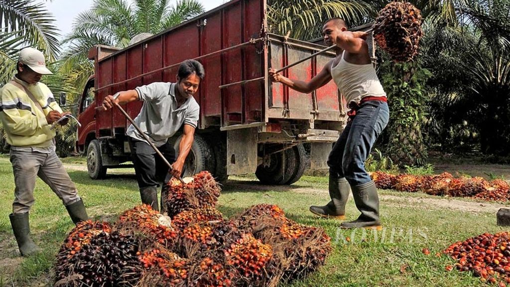 Pekerja menaikkan tandan buah segar sawit ke truk di perkebunan kelapa sawit milik PT Bakrie Sumatera Plantation Tbk di Tanah Raja Estate, Kisaran, Kabupaten Asahan, Sumatera Utara, beberapa waktu lalu.