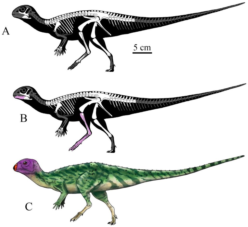 Rekonstruksi gen <i>Minimocursor phunoiensis</i><i>et sp</i>, November (RRC 150), dalam tampilan lateral kiri (kecuali gambar terbalik dari jugal kanan). Elemen holotipe yang dipulihkan ditampilkan dalam warna putih (A); holotipe dengan bahan yang dirujuk, yang tidak berskala, ditampilkan dalam warna ungu muda (B); dan pemulihan kehidupan (C). Gambar oleh Wongwech Chowchuvech (A, B) dan Sita Manitkoon (B). Kredit: Sita Manitkoon dkk, <i>Diversity </i>(2023). DOI: 10.3390/d15070851