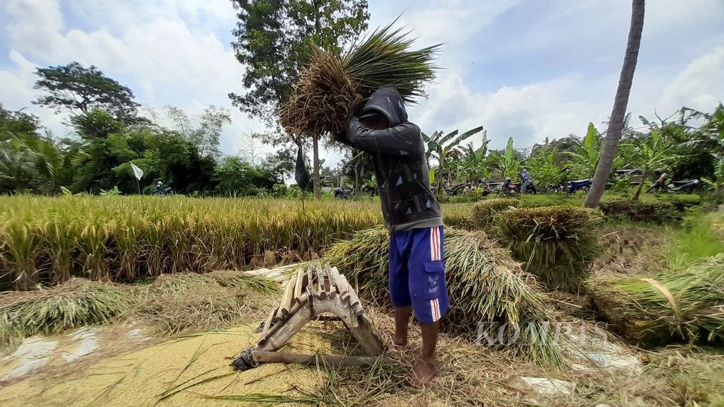 Petani tengah merontokkan padi yang baru saja dipanen dengan alat tradisional di Desa Banjararum, Kecamatan Singosari, Kabupaten Malang, Jawa Timur, Kamis (7/4/2022).