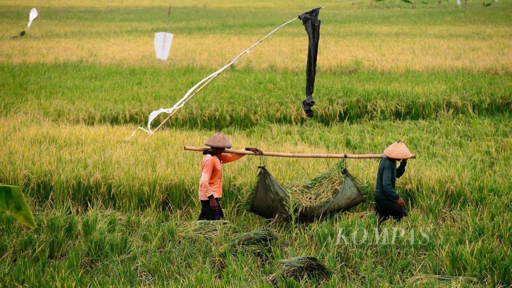Buruh tani memanen padi di Desa Pojoksari, Kecamatan Ambarawa, Kabupaten Semarang, Jawa Tengah, Jumat (7/12/2018). 