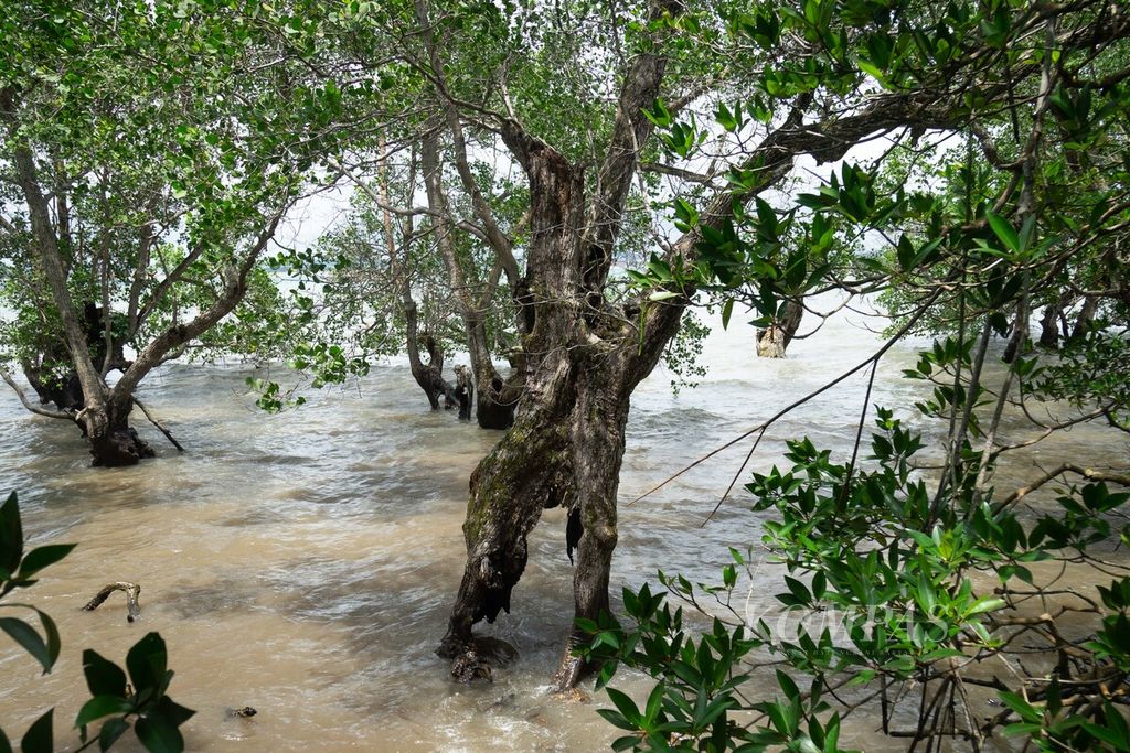 Pohon <i>Sonneratia alba </i>tumbuh di pesisir Kampung Tua Bakau Serip, Kota Batam, Kepulauan Riau, Minggu (25/9/2022).