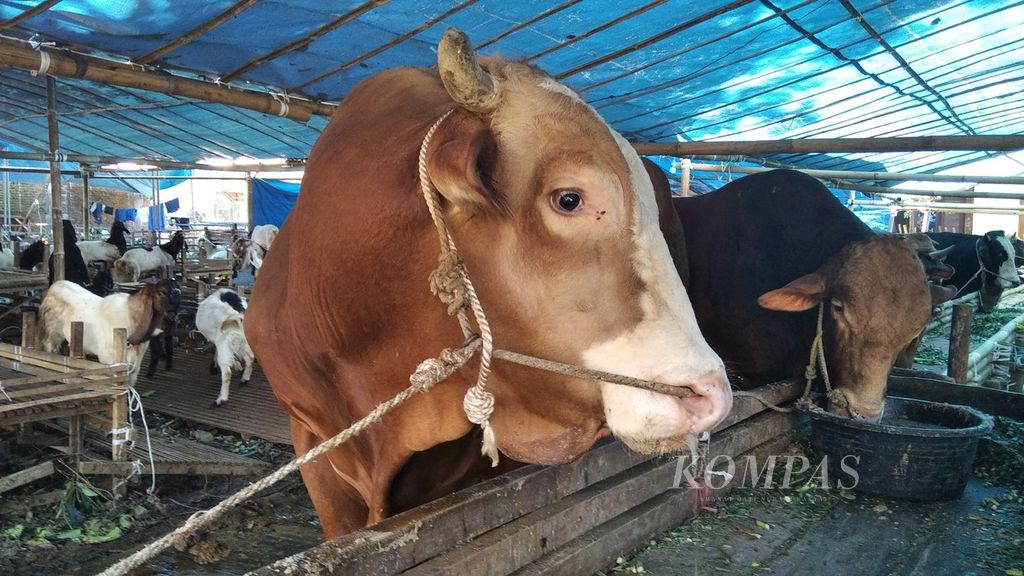 Meski di tengah pandemi, pedagang hewan kurban dadakan mulai bermunculan di Malang, Jawa Timur, seperti yang terlihat di Jalan Terusan Danau Kerinci, yang ada di perbatasan Kota-Kabupaten Malang, Minggu (11/7/2021).