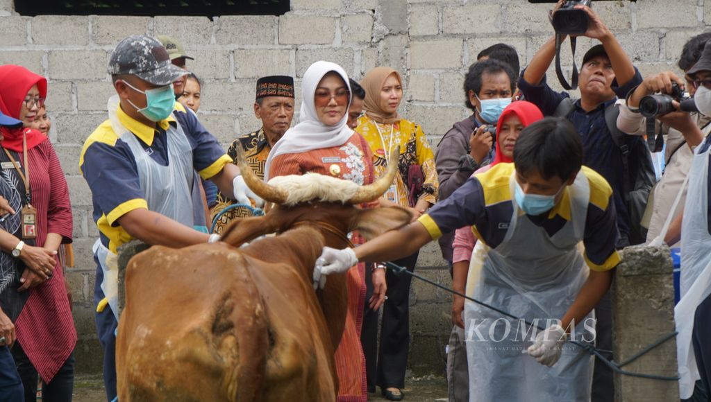 Petugas menyuntikkan vaksin antraks kepada ternak milik warga di Desa Katekan, Kecamatan Gantiwarno, Kabupaten Klaten, Jawa Tengah, Kamis (14/3/2024). 