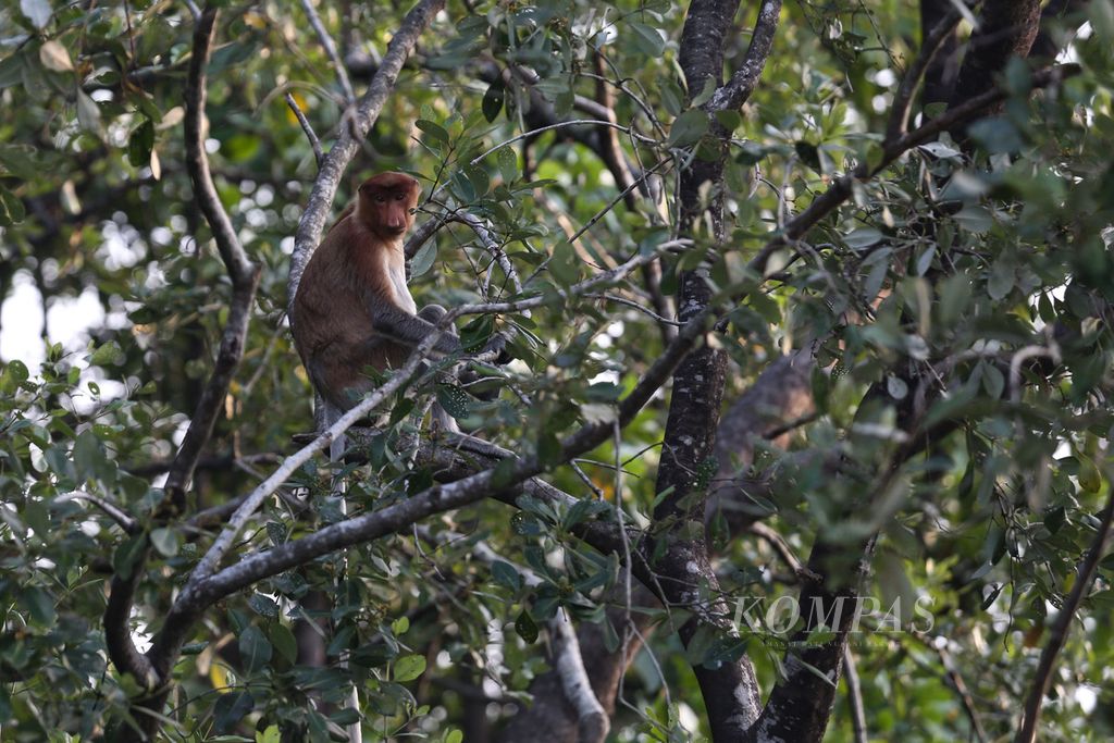 Bekantan (<i>Nasalis larvatus</i>) bertengger di atas pohon mangrove di Mangrove Center Graha Indah di Teluk Balikpapan, Kota Balikpapan, Kalimantan Timur, Selasa (31/10/2023).