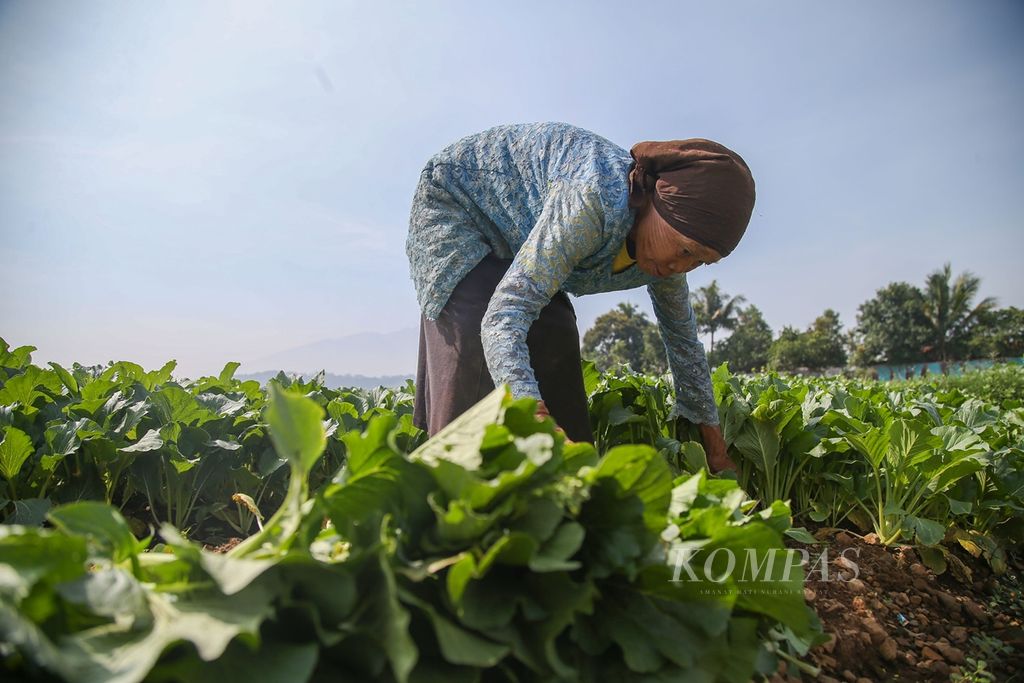 Petani yang rata-rata berusia di atas 50 tahun memanen sawi caisim di kawasan Cinangneng, Bogor, Jawa Barat, Senin (21/10/2019). Sensus pertanian oleh Badan Pusat Statistik mencatat hingga  2013, hanya terdapat 12,87 persen petani yang berusia di bawah 34 tahun. 