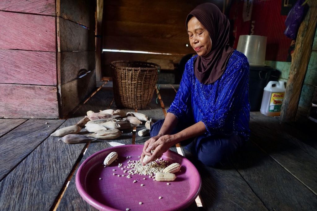 Wa Kalina (55) memipil jagung tua untuk membuat berbagai olahan, seperti kambose dan kagili, di Kelurahan Wamelai, Lawa, Muna Barat, Sulawesi Tenggara, Sabtu (26/8/2023). 