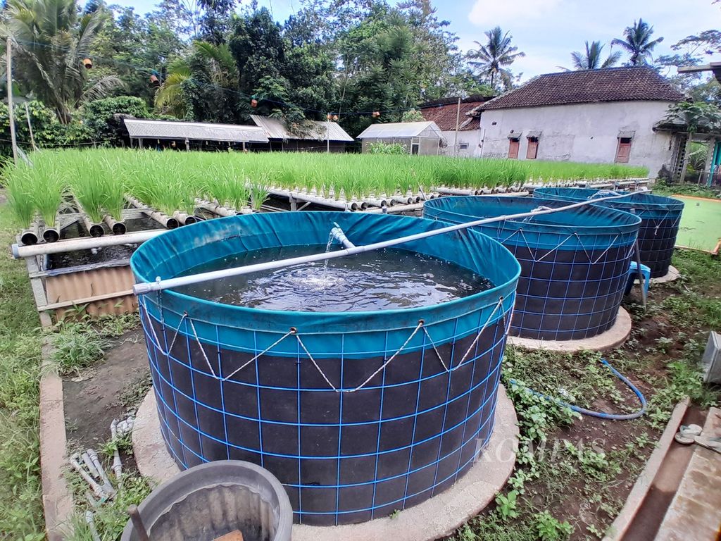 Suasana pertanian hidroganik yang memadukan tanaman padi dalam paralon dengan kolam ikan secara bertingkat di Bengkel Mimpi milik Basiri di Desa Kanigoro, Kecamatan Pagelaran, Kabupaten Malang, Jawa Timur, Senin (26/2/2024) sore.