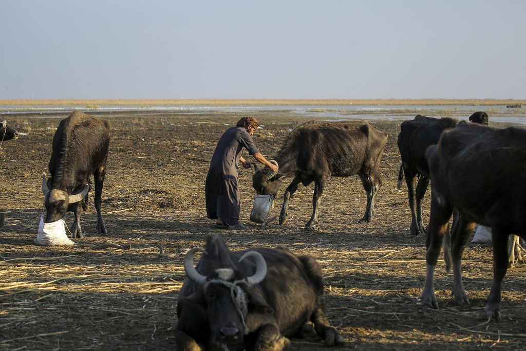 A photo dated 19 November 2022 shows a man giving water to a number of buffaloes due to drought in Dhi Qar Province, Iraq. The UN High Commissioner for Human Rights, Volker Turk, during his visit to Basra, Iraq in early August, mentioned that the drought in the southern region of Iraq is worsening with temperatures reaching 50 degrees Celsius.