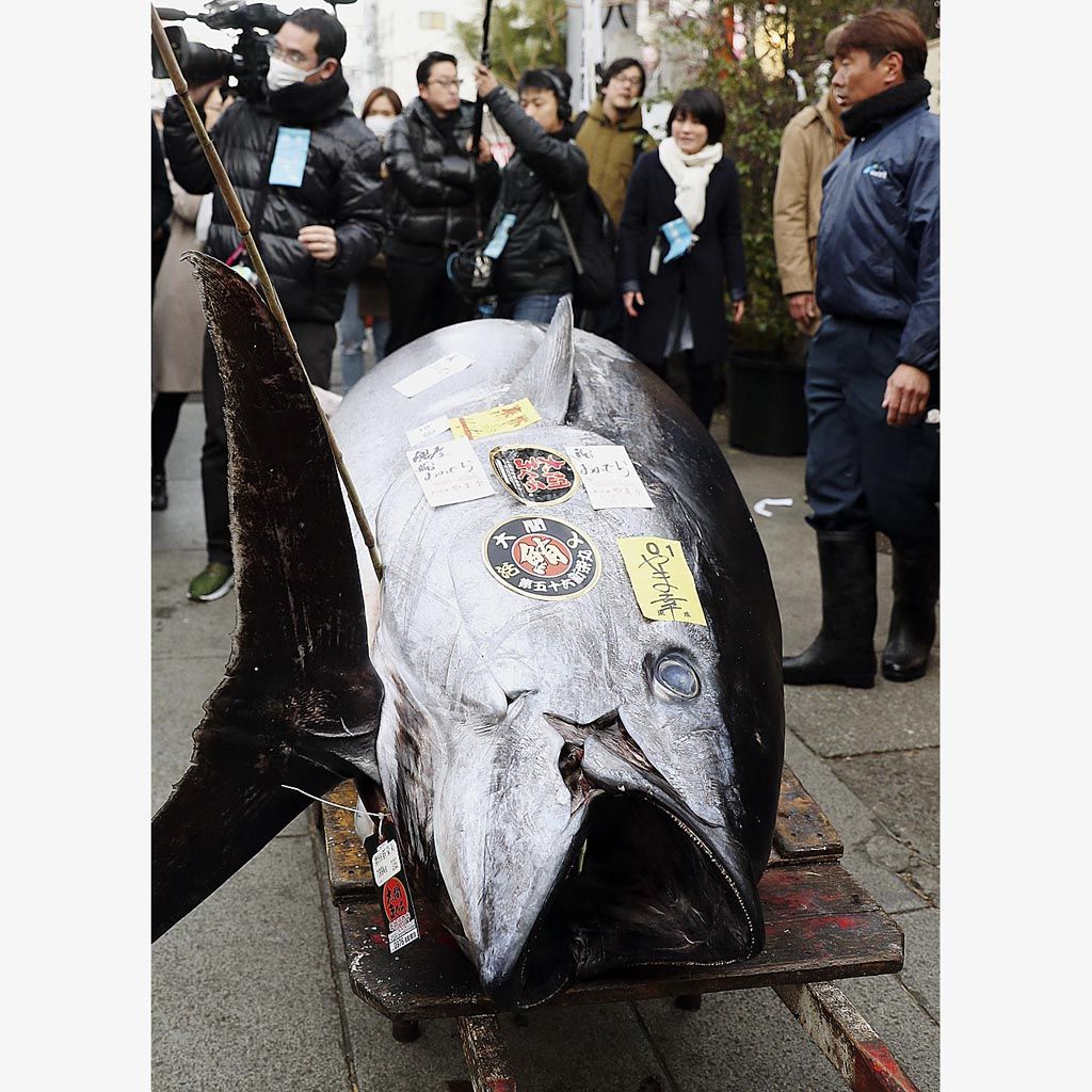Ikan tuna  seberat 405 kilogram, Jumat (5/1), dipamerkan di luar pasar ikan Tsukiji, Tokyo. Tuna tersebut terjual dengan harga  36,5 juta yen atau setara dengan Rp 4,3 miliar dalam lelang tahun baru yang terakhir di lokasi lama pasar Tsukiji.  