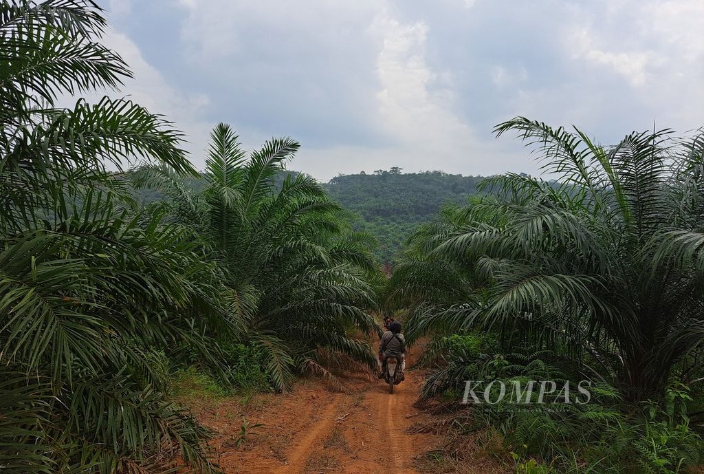 Kondisi jalan tanah di tengah kebun sawit masyarakat di Desa Talang Arah, Kecamatan Malin Deman, Kabupaten Mukomuko, Provinsi Bengkulu, Sabtu (3/6/2023).