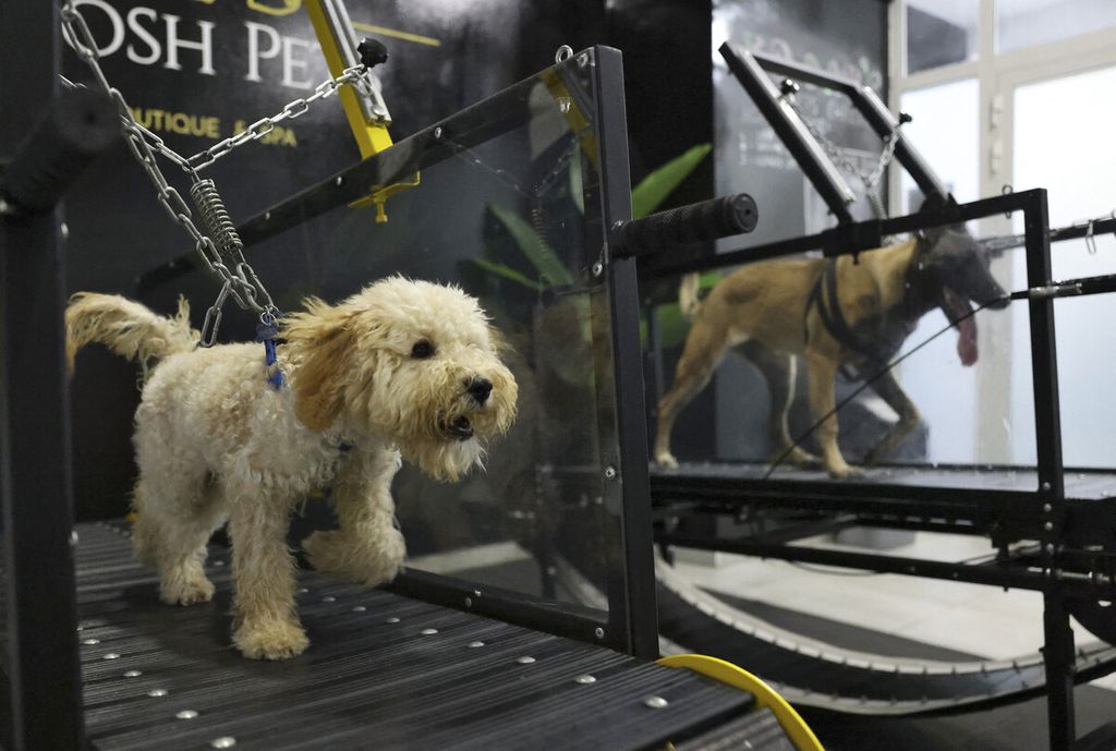 Seekor anjing berlari di atas treadmill di sasana 'Posh Pets' di Abu Dhabi, UEA, Selasa (16/8/2022). Suhu Teluk yang semakin panas membahayakan kesehatan. Bagi pemilik hewan peliharaan yang mampu memanjakan peliharaan, gym ber-AC untuk anjing telah menjadi pilihan yang menarik. 