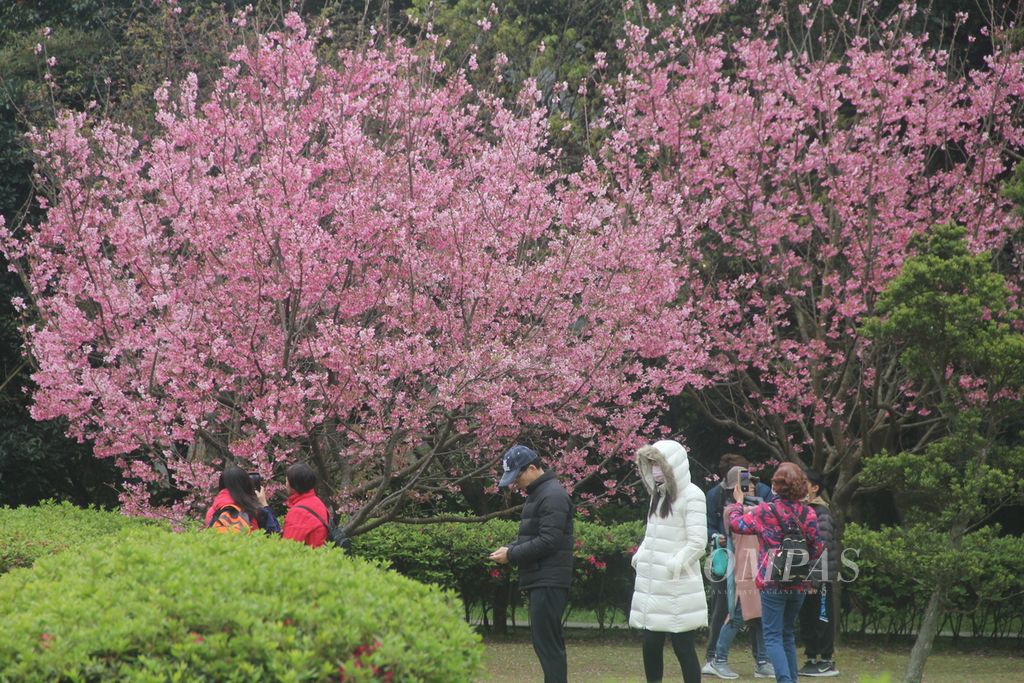 Wisatawan menikmati pemandangan bunga sakura yang tengah mekar di Taman Nasional Yangmingshan, Taiwan, Minggu (25/2/2024). 