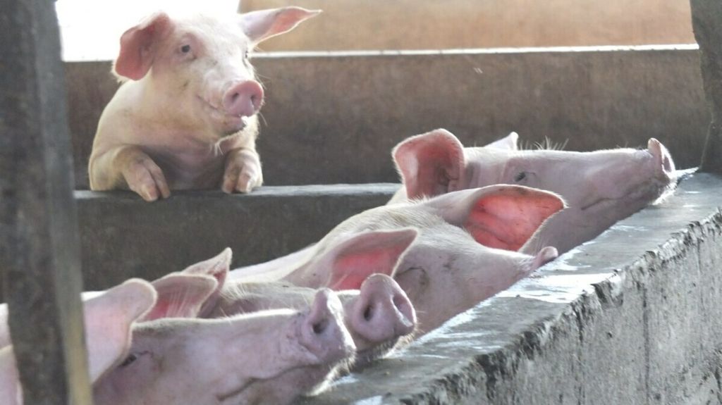 Kematian babi mendadak terjadi pada Maret 2020 di Kabupaten Badung, Bali. 
