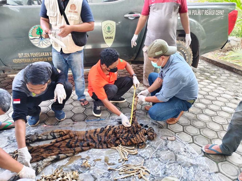 Aparat gabungan menggagalkan upaya perdagangan kulit harimau, tulang harimau, dan sisi tenggiling dalam operasi di Bangko Barat, Kabupaten Merangin, Jambi, Kamis (30/5/2024).