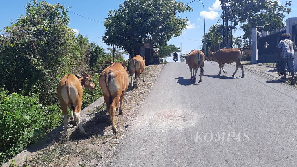 Kawanan sapi melintasi jalanan di Kelurahan Kolhua, Kecamatan Maulafa, Kota Kupang, Nusa Tenggara Timur, Selasa (10/5/2022). Di daerah itu belum ditemukan wabah penyakit mulut dan kuku pada ternak.