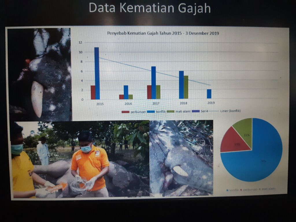Data kematian gajah sumatera di Aceh.