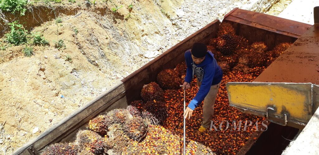 Seorang pekerja tengah merapikan tandan buah segar (TBS) kelapa sawit di dalam truk. Adapun TBS tersebut dihasilkan dari perkebunan kelapa sawit yang ada di Paser, Kalimantan Timur